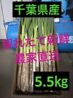 （66）千葉県産ミネラル豊富な長ネギ20㌔（送料込）【おまけ付き】 75）千葉県産ミネラル豊富な長ネギ20㌔（送料込）【おまけ付き】