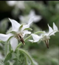 マングローブオヒルギ3本（個） 種子観葉植物園芸/海干潟/水槽/アクア