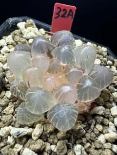 32a 多肉植物 ハオルチア 紅赤線オブツーサ錦糊斑 自家繁殖 鉢植え発送
