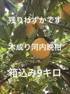 木成り河内晩柑家庭用！樹齢50年以上のサムネイル
