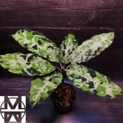 (MBY-2022/TSR/AC-02) アグラオネマ　ピクタム MBY-2022/TSR/AC-02) アグラオネマ ピクタム 2022年のアグラオネマピク