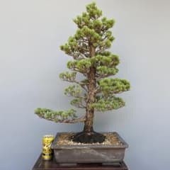 五葉松盆栽 【直幹】 大品盆栽 - メルカリ