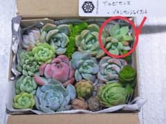 多肉植物　カット苗　多肉弁当　寄せ植え　 ゆうパケットポスト 発送のサムネイル