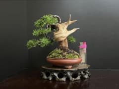 真柏盆栽 糸魚川真柏 極太幹 捻転シャリ幹 小品盆栽 樹高14.5cm - メルカリ