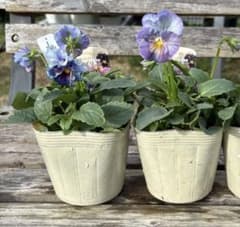 MIYABI様ご依頼品 j 2苗 b右 k右 計4苗 シエルブリエ匿名宅配便発送