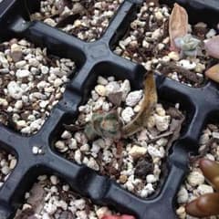 多肉植物✿テディベアのサムネイル