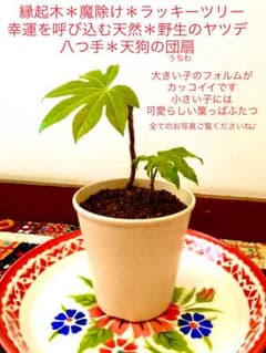 完売 縁起木＊魔除け【ヤツデ/八つ手/天狗の団扇】天然野生育ち/2株 