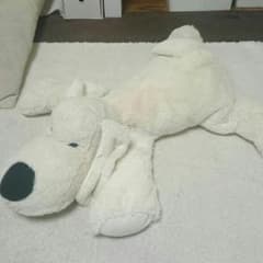 白い犬ちゃん♪のサムネイル