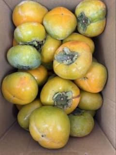 柿 奈良県産　刀根早生　約5キロ ご家庭用　美品のサムネイル