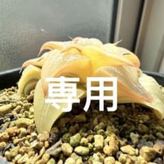 多肉植物 ハオルチア バディア錦 糊斑 12x12cm鉢 - メルカリ