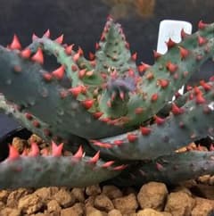 メルカリ便発送&ロウルサンコさんラベル付き☆多肉植物 アロエ 苺怪獣 m89620976790_1.jpg?1755087979