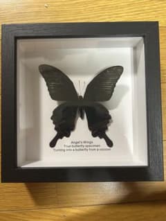 Angel's Wings 本物の蝶標本 - メルカリ