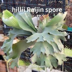 胞子] hillii Raijin spore ヒリー 雷神 - メルカリ