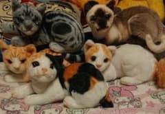 リアルキャット全種類（全5種類）のサムネイル