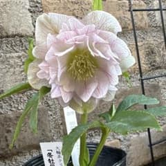 クリスマスローズ大輪系・冬牡丹 - メルカリ