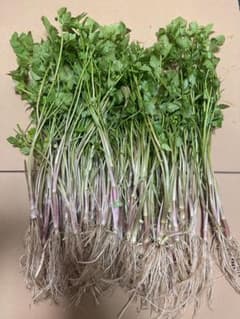アスパラガス苗 23株セット 2〜3年もの 根がしっかり 家庭菜園.畑におすすめ アスパラガス苗 23株セット 2〜3年もの 根がしっかり 家庭菜園.畑に