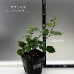 ミニバラ　オプティマ モーニングブルーのサムネイル