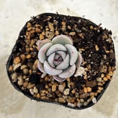 白銀姫 抜き苗 多肉植物 ミックスベリア おらいさん苗 - メルカリ