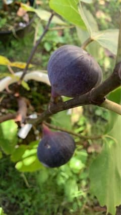 ビオレソリエス5本 イチジク穂木 - メルカリ