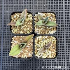 15 アガベ　チタノタ ブツブツ系4種セットのサムネイル
