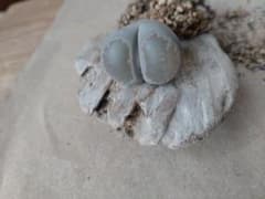 リトープス・深窓玉のサムネイル