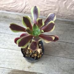 多肉植物 抜き苗 アエオニウム スーパーバン - メルカリ