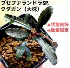 ◇特◇ブセファランドラ・クダガン大 #ブセさかな屋 kedagang クダカン