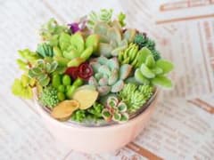 そのまま飾れる多肉植物寄せ植え39 - メルカリ