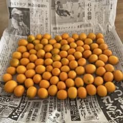 キンカン　箱込み約900g 和歌山産　無農薬＊自然栽培のサムネイル