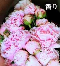 香り:芍薬〈サラベルナール〉苗 サクラピンク 桃色 庭花 鉢花 バラ咲き