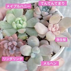 ぼのぼのさんセットリンダリンダ 弥生桜 メイプルハニー メルヘン