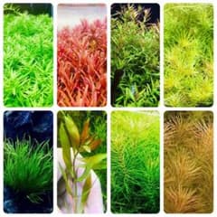 水草セット 8種類 水中葉 無農薬 無害虫 - メルカリ