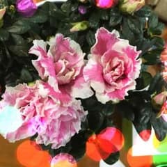 extaka様専用のサムネイル