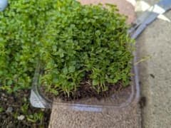 コルシカミント　グランドカバー 苗 根付き 移植用のサムネイル