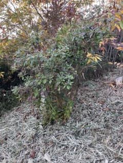 現品 ヤマツツジ 株立大苗 1mほど 山採り - メルカリ