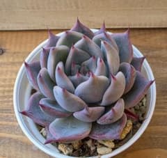 多肉植物⭐︎中里リンゼアナ⭐︎札付き 多肉植物 中里リンゼアナxクスピダータサンロベルト 実生苗 - メルカリ