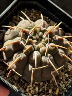 サボテン 一本刺 バッテリー 実生のサムネイル