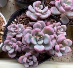 チェリーボンボン　セダム　ぼのぼのさん　多肉植物のサムネイル