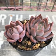 多肉植物　ブラックナイト×ラウリンゼのサムネイル