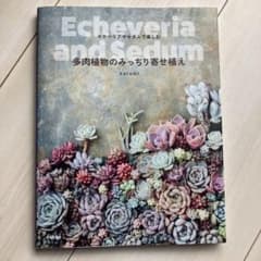 多肉植物のみっちり寄せ植え : エケベリアやセダムで楽しむのサムネイル
