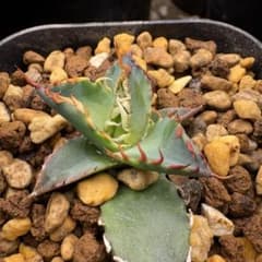 エボリbb 胴切り　子株　エボリスピナ　ハイブリッド　hidden agave エボリbb 胴切り 子株 発根済 エボリスピナ ハイブリッド - メルカリ