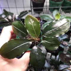 Bucephalandra sp. Kabupaten Landak TZ便 豊富な 正規タグ付き TZ便 Bucephalandra sp. Kabupaten Landak