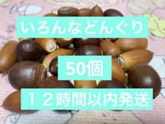 いろいろなどんぐり　50個のサムネイル