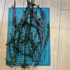 く*ぅ様 ハイグロフィラ ピンナティフィダ 大株のサムネイル