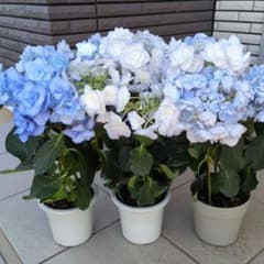 紫陽花　アジサイ　バロニー、光雲、ケイコ　ブルー　３鉢セット　鉢花Ｂ 紫陽花 アジサイ バロニー、光雲、ケイコ ブルー 3鉢セット 鉢花B