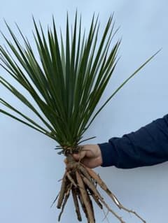 早い者勝ち】ユッカ ロストラータG - メルカリ