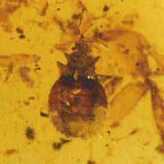 レア極上品 PA178虫入り琥珀化石 ミャンマーカムティかタナイ9900万年