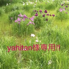 yahitan様専用‼️のサムネイル
