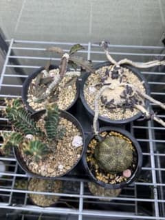 ユーフォルビア3鉢セット塊根植物オベサ無し ユーフォルビア3鉢セット塊根植物オベサ無し - メルカリ