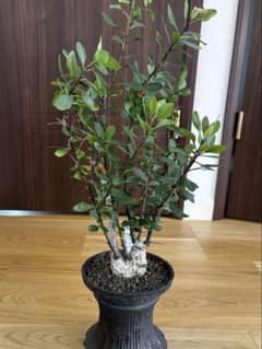 国内実生30年以上物 フォークイエリア ファシクラータ 2頭 国内実生30年以上物 フォークイエリア ファシクラータ 2頭 - メルカリ